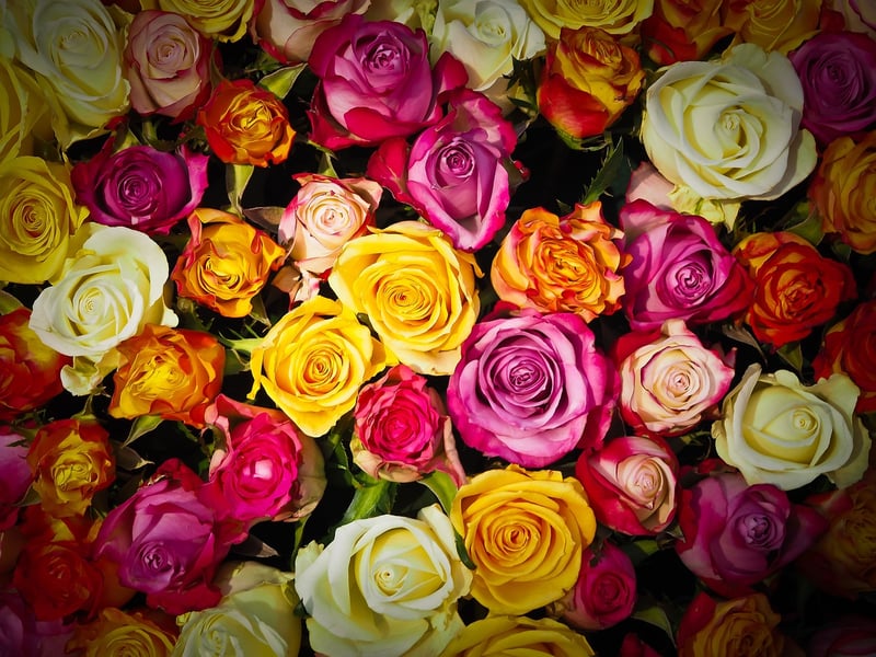 Colorful Blossoms