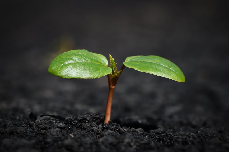 Soil Nutrition