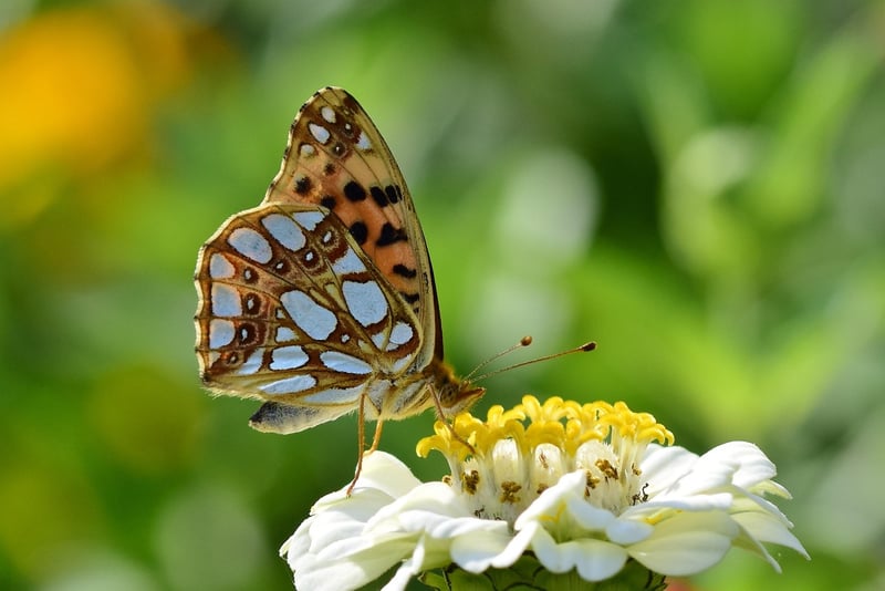 Summer Garden
