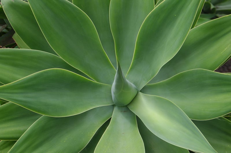 Agave