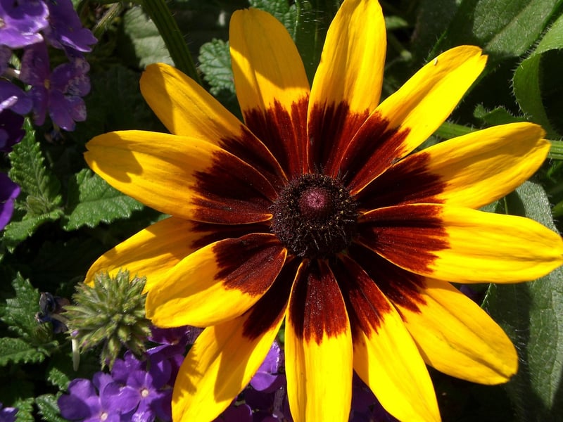 Black-Eyed Susans