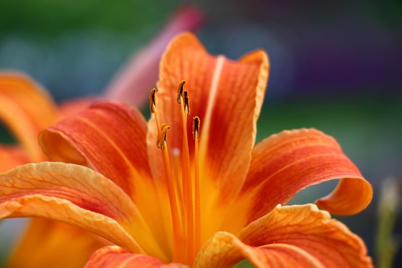 Daylilies