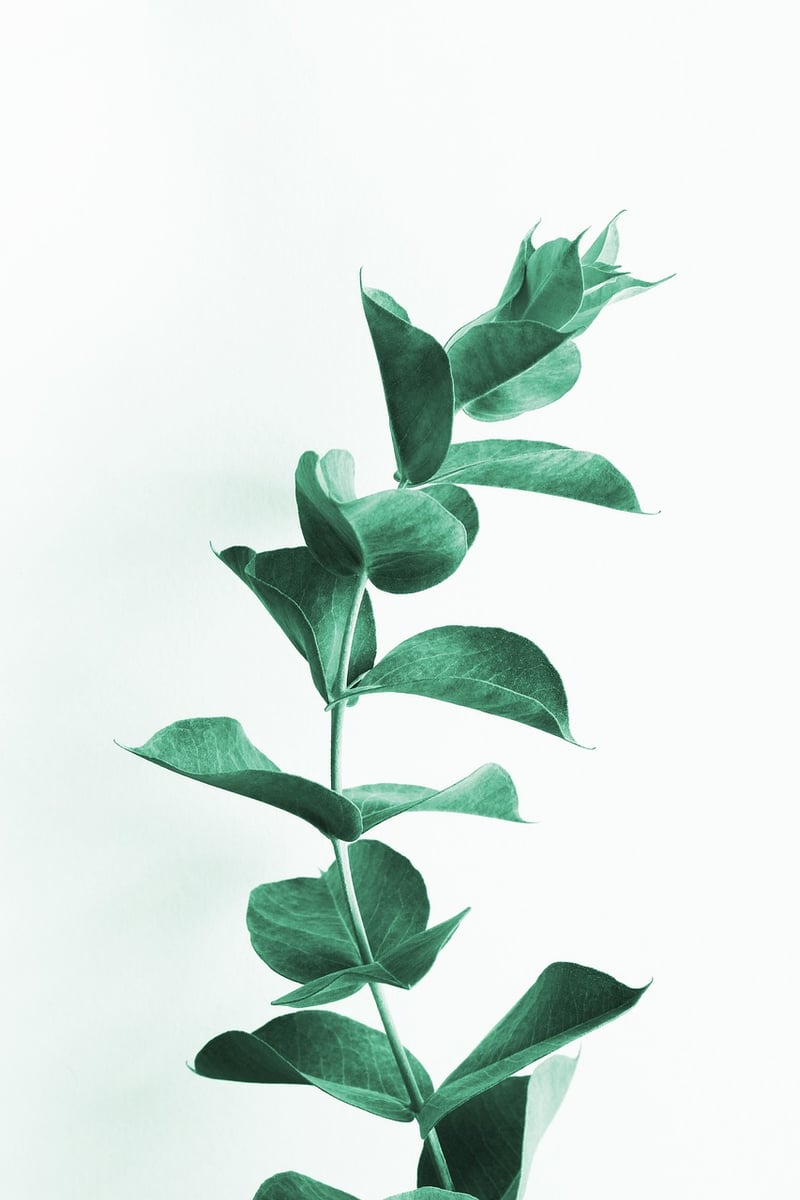Eucalyptus